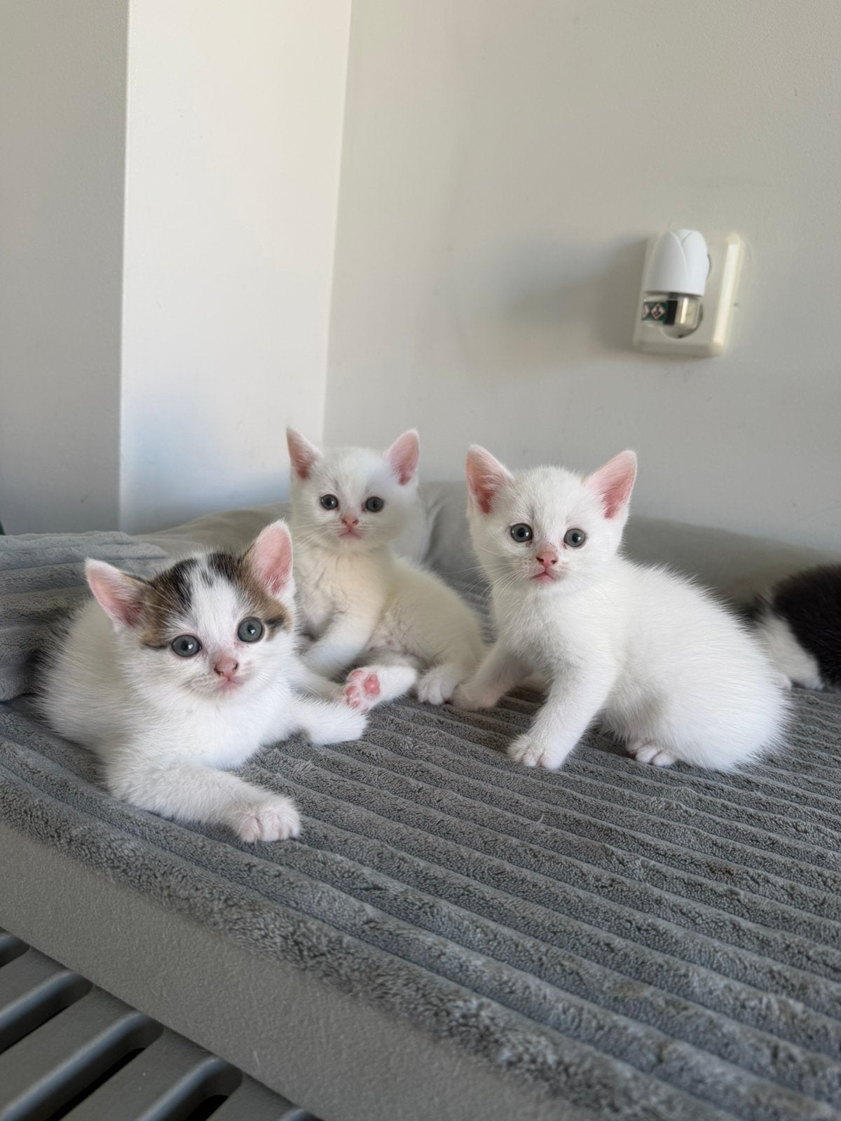 4 prachtige britse korthaar x kittens, Kater, Ontwormd, 0 tot 2 jaar