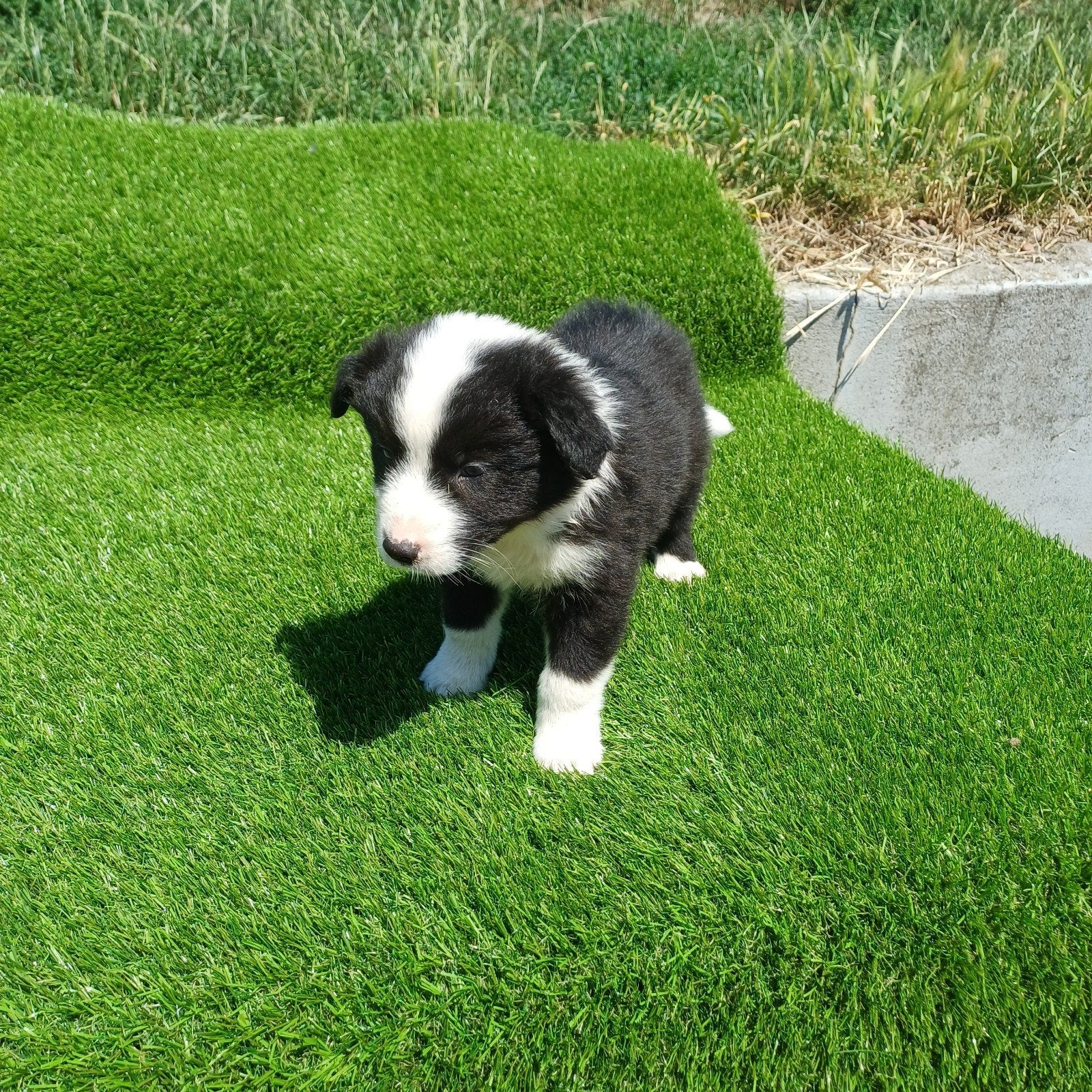 Australian shepherd x border collie pups, Overige rassen, Meerdere, Meerdere dieren, Nederland