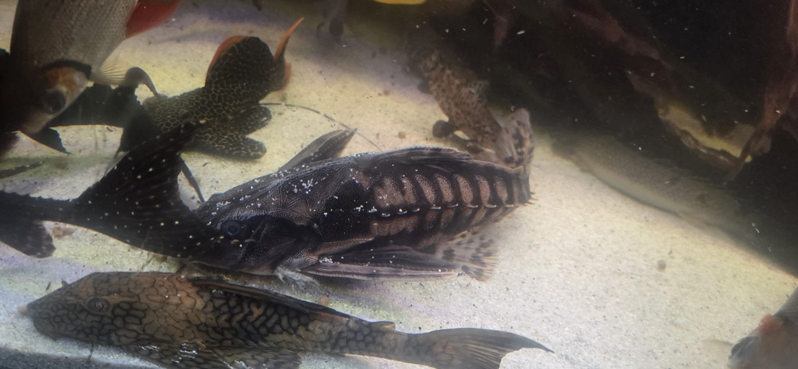 Megalodoras uranoscopus/ iriwini meerval, Vis, Zoetwatervis