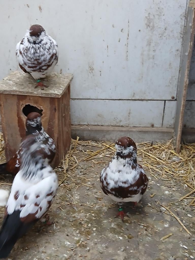 Showtipplers, Meerdere dieren