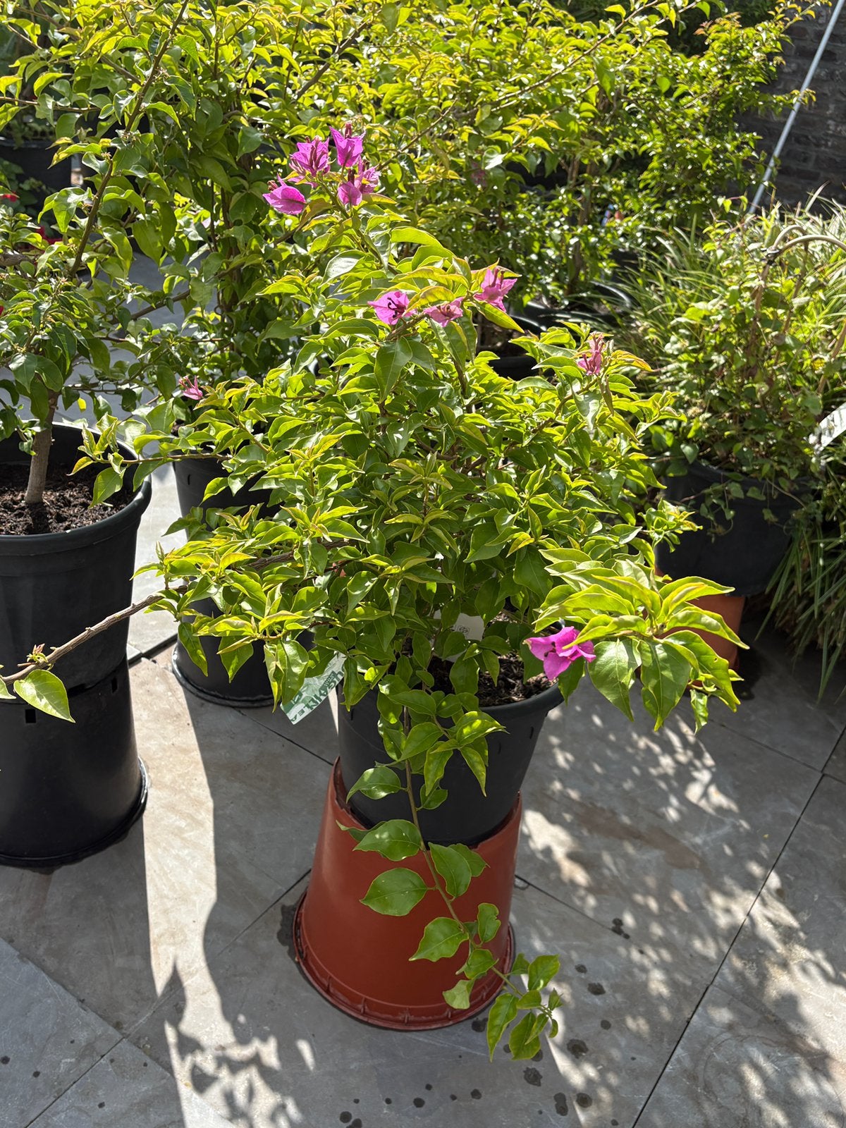 Laatste tropische bougainvillea op stam in pot aangeboden!!, Tuin en Terras, Volle zon, Vaste plant, Zomer, Ophalen