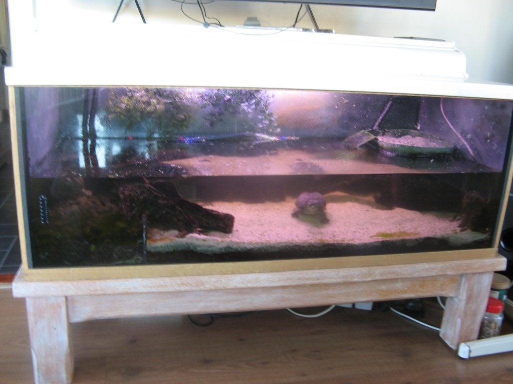 0-2 Sternotherus odoratus (Muskusschildpad) met aquarium Turtle - unknown for sale from Eric Roza