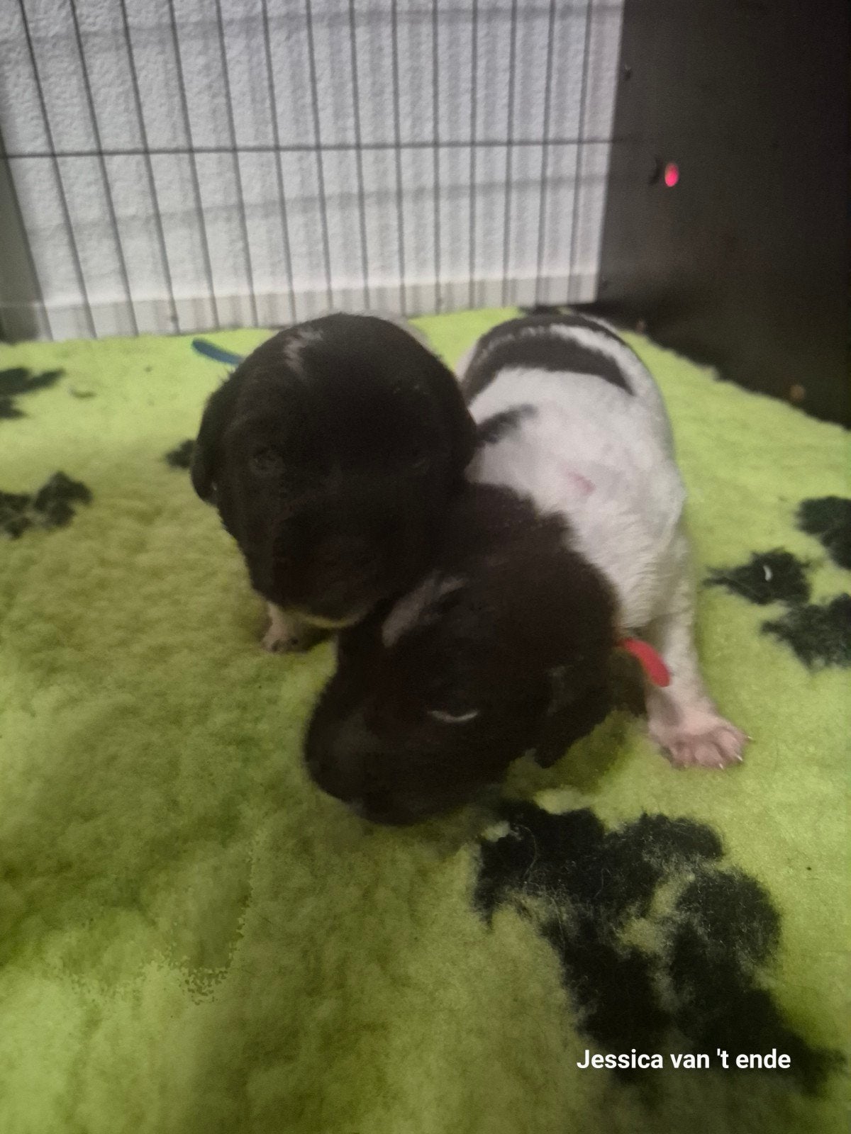 friesse stabij puppy's nog 2 beschikbaar (zie foto's ), Dieren en Toebehoren, 8 tot 15 weken, Meerdere, Meerdere dieren, CDV (hondenziekte)