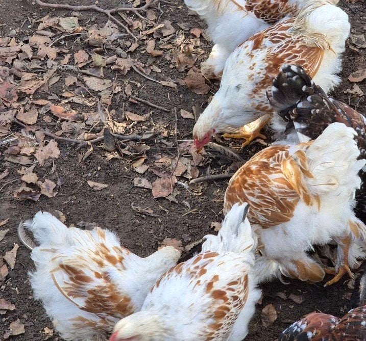 brahma hanen goud-wit,goud-zwart gezoomd, porselein,  zwart, Dieren en Toebehoren, Mannelijk, Kip