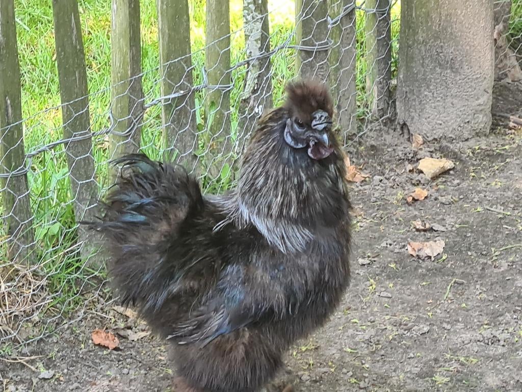 Zijdehoen haan gratis, Dieren en Toebehoren, Pluimvee, Mannelijk, Kip