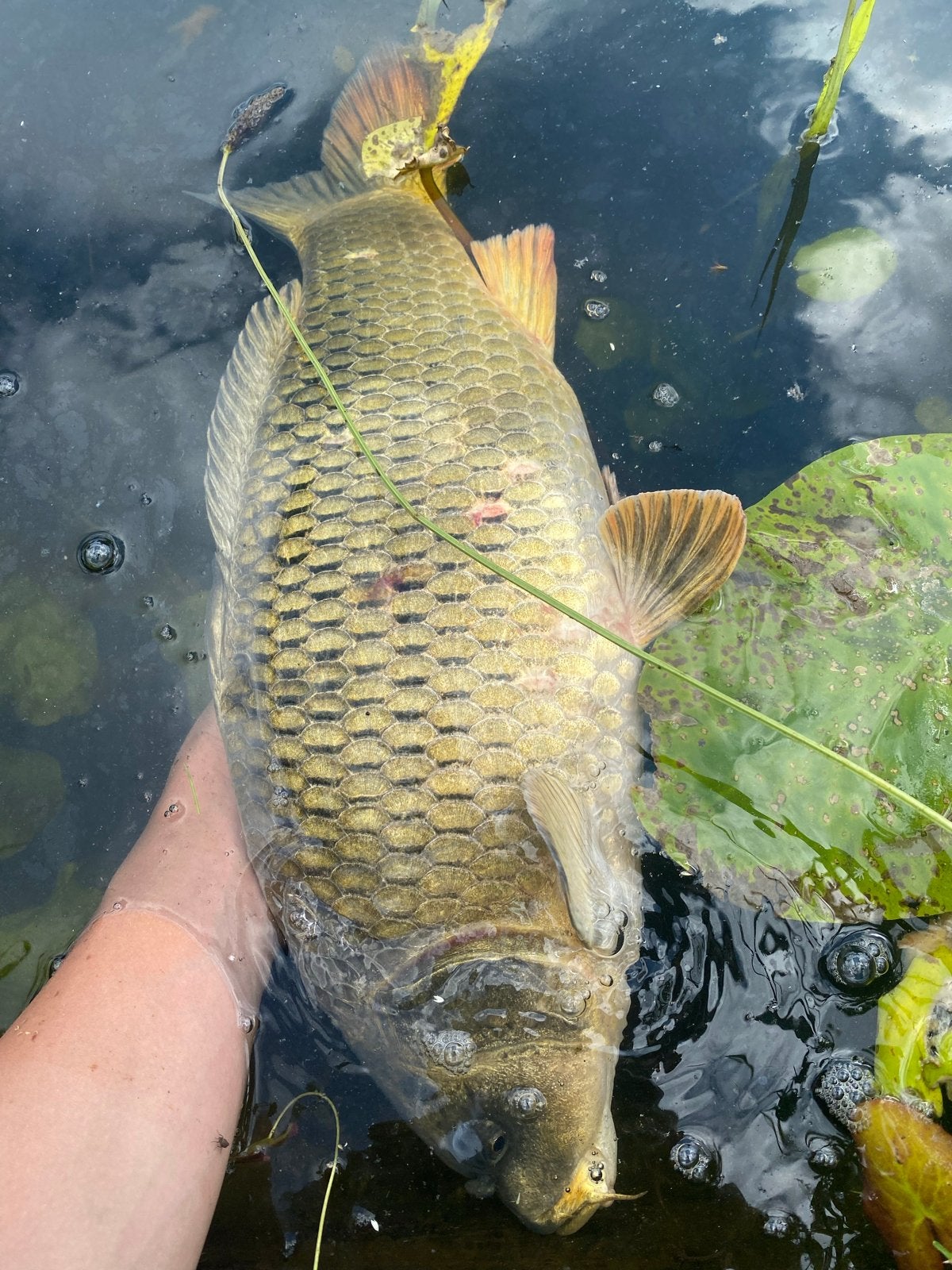 Een jonge koi gezond komt uit een koi vijver, Vis