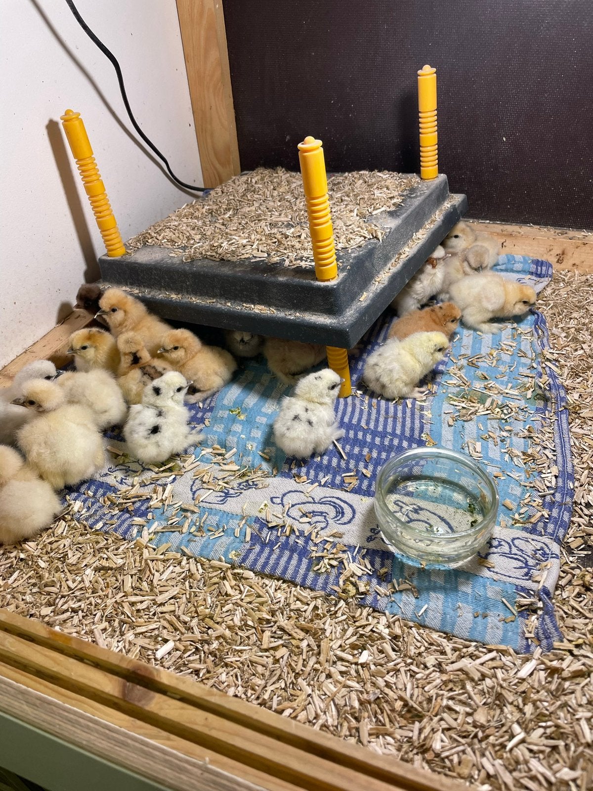 Usa zijdehoen hen kuikentjes 🐣 🐥 💓, Vrouwelijk, Kip