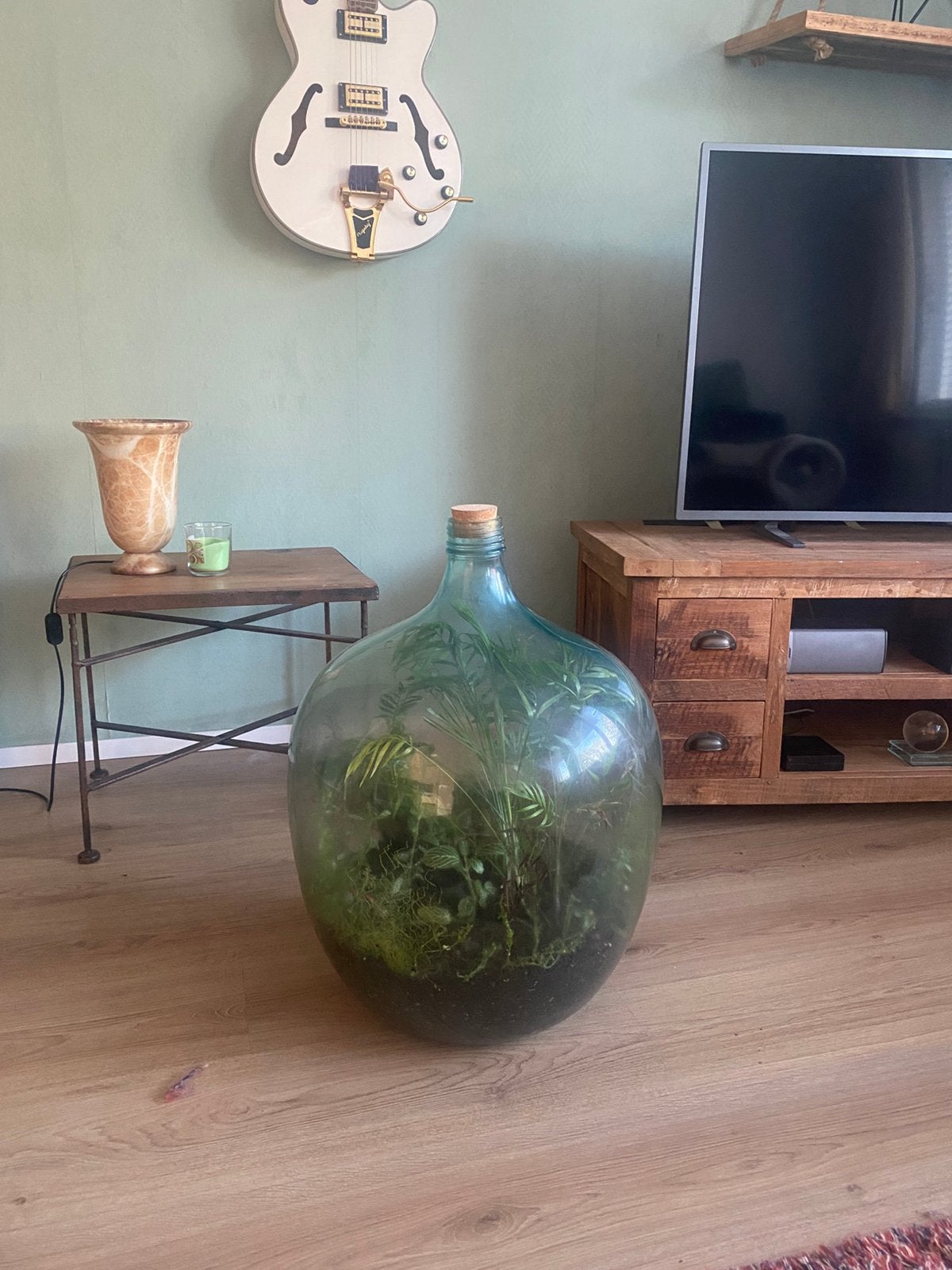 Groot eco-systeem: planten in grote glazen pot/fles kurk, Ophalen, Overige soorten, Halfschaduw, In pot