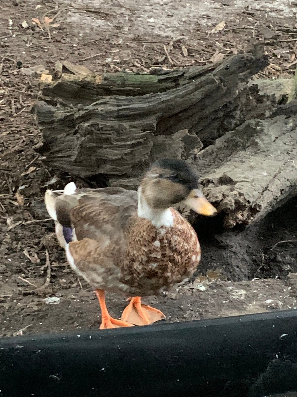 Kwakers, Dieren en Toebehoren, Meerdere dieren, Eend
