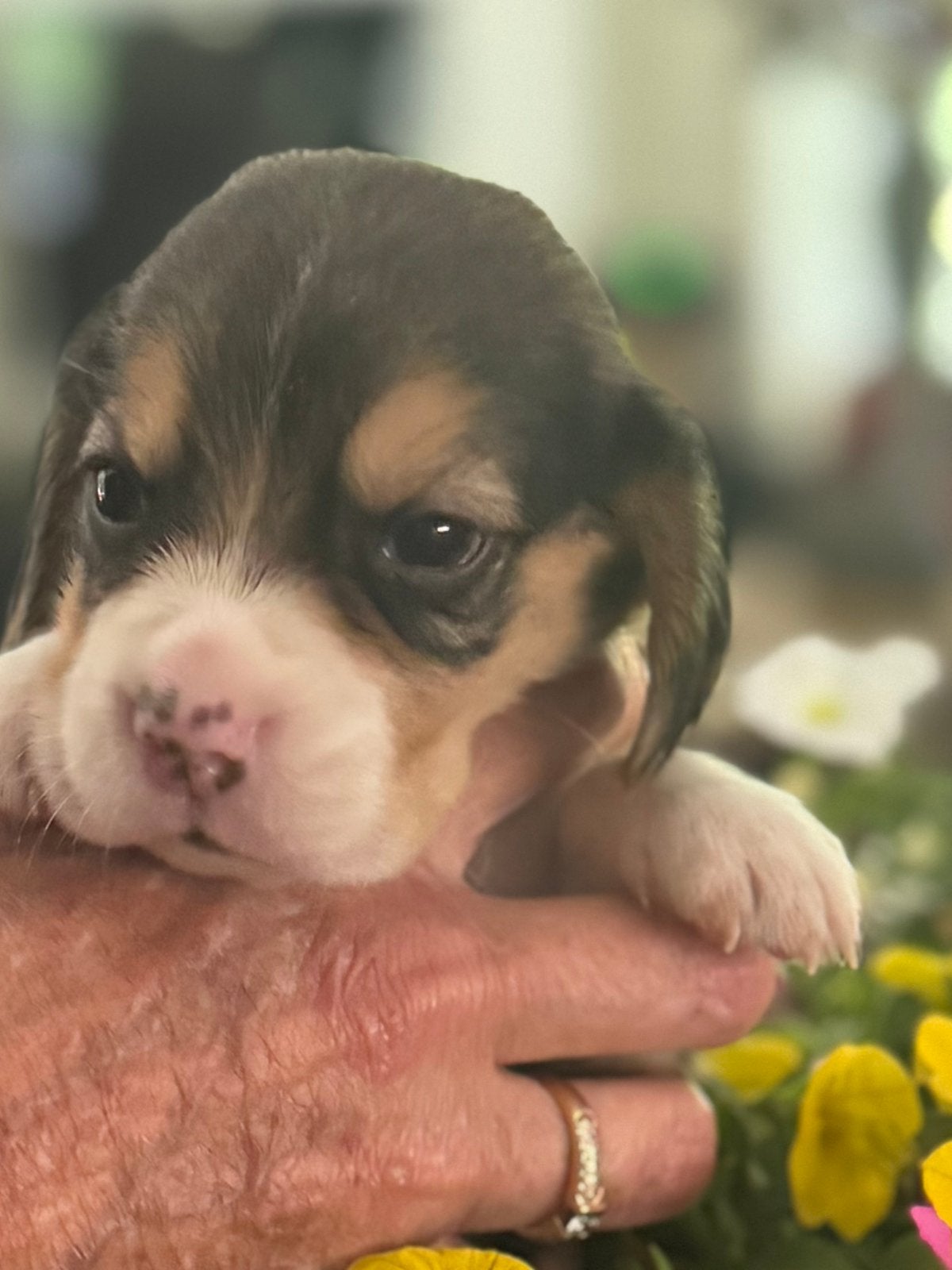 Beagle pups beschikbaar!!, Parvo, Beagle, 8 tot 15 weken, Meerdere