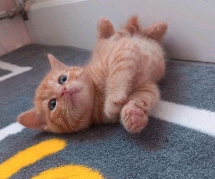 prachtige kitten(nog 2)❤️, Dieren en Toebehoren, Katten en Kittens | Overige Katten, Meerdere dieren, Kortharig, 0 tot 2 jaar