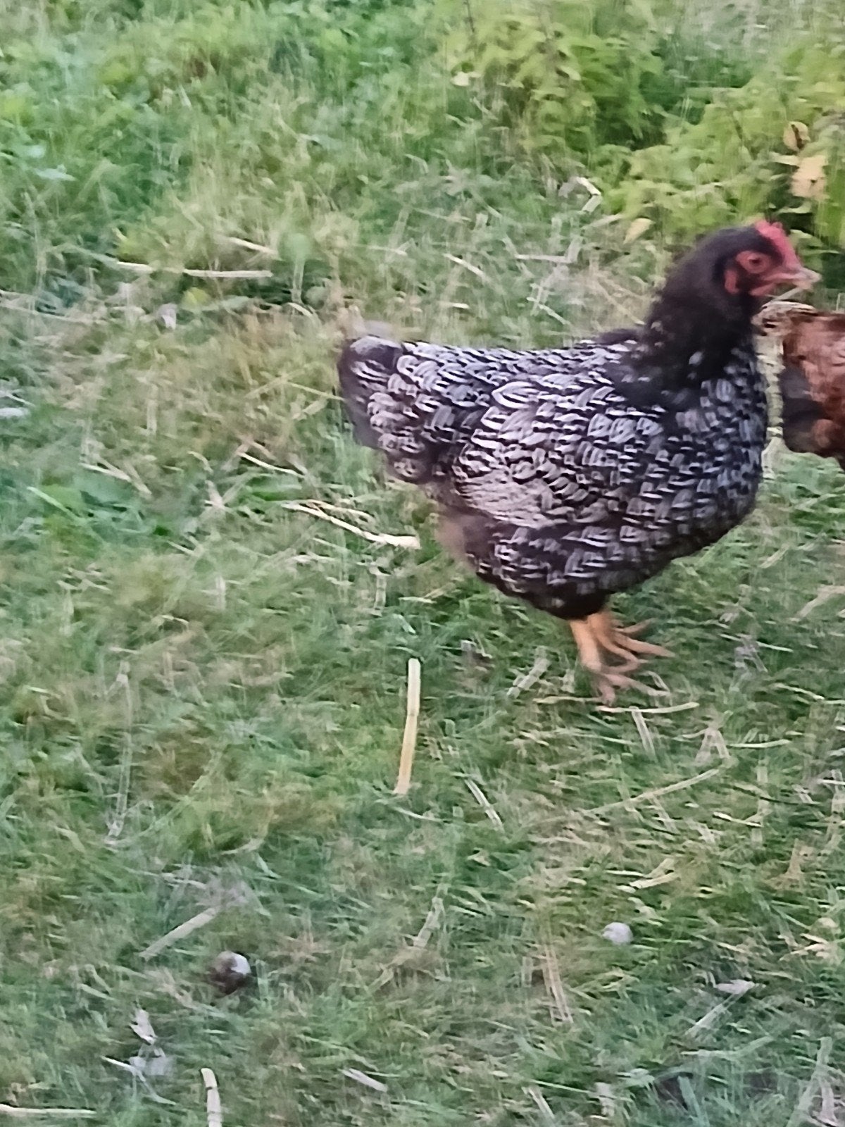 te koop 3 zilver gezoomde barnevelderkriel, Dieren en Toebehoren, Meerdere dieren, Kip