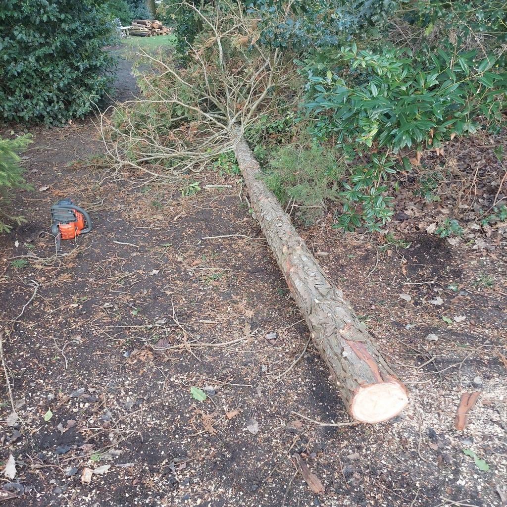 Aangeboden :  bomen omzagen en  knippen in omgeving Breda.