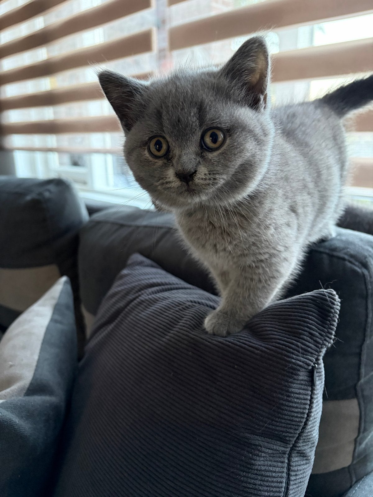 Prachtig British Shorthair Katertje (Blue), Kater, Gechipt