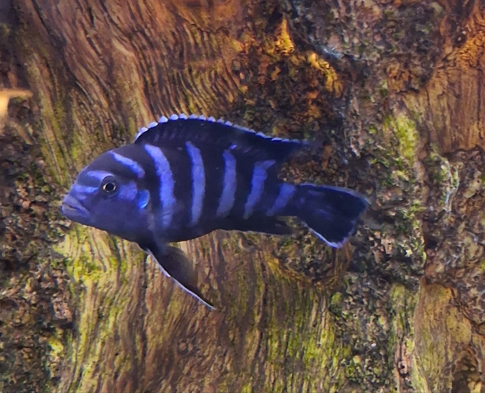 Pseudotropheus demasoni chichlide, bewezen koppel, Vis, Zoetwatervis