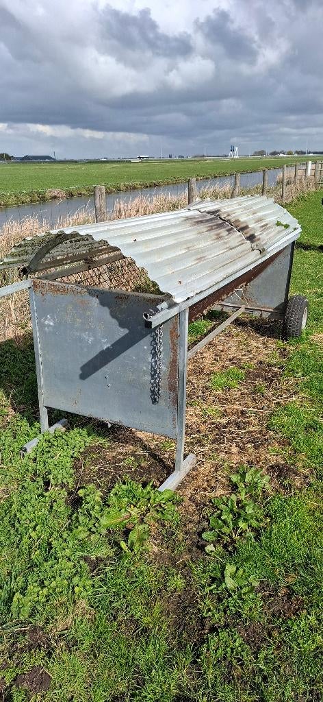 Schapen hooiruif, Meerdere dieren, Schaap