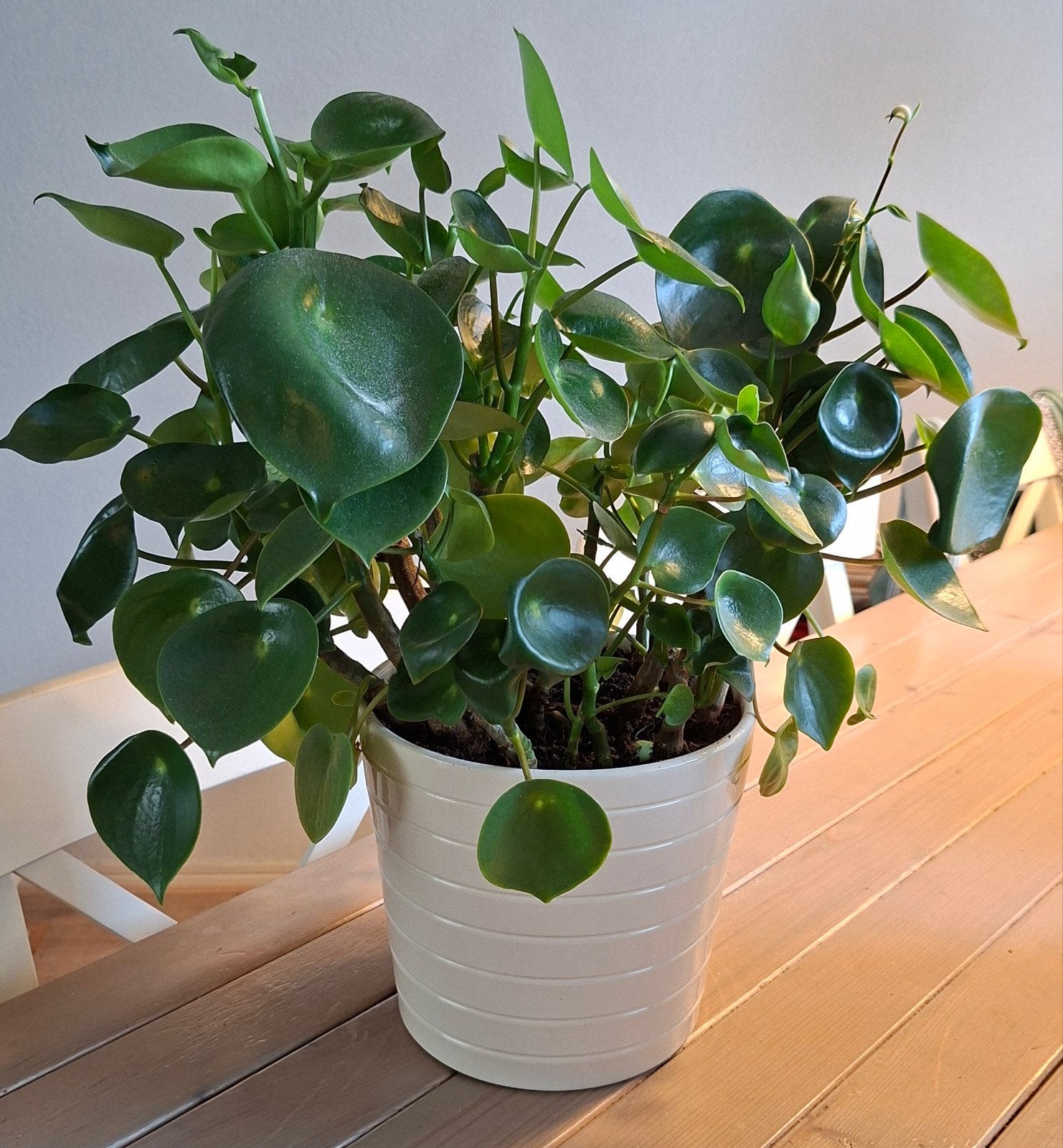 Peperomia raindrop plant in pot, Ophalen, In pot, Halfschaduw, Minder dan 100 cm