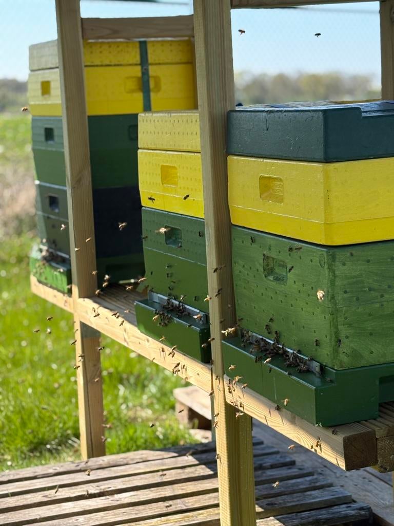 Bijenvolk op Simplex ramen, Dieren en Toebehoren, Bijen