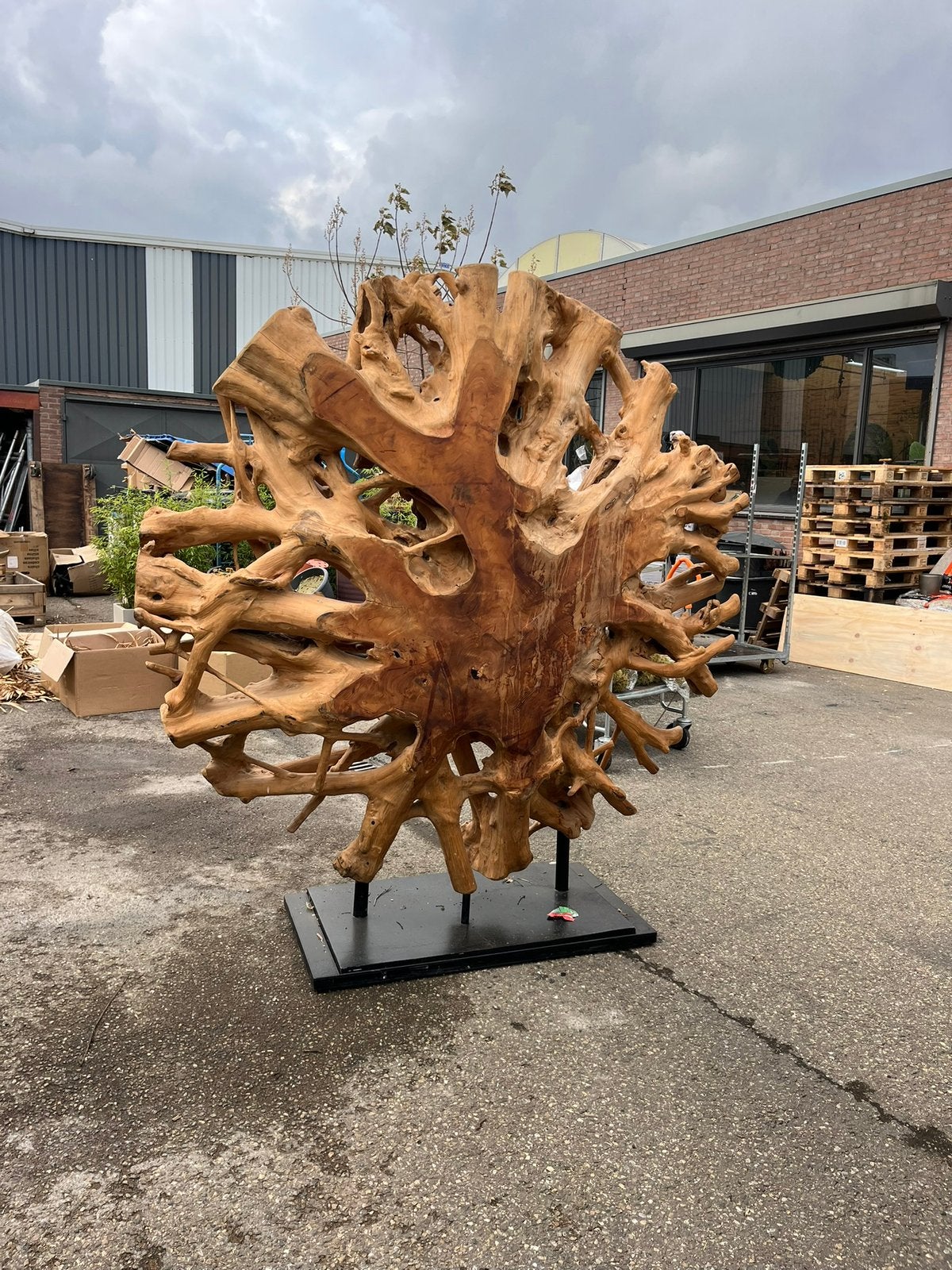 Houten decoratie stronk erg groot, Minder dan 3 m³, Ophalen of Verzenden