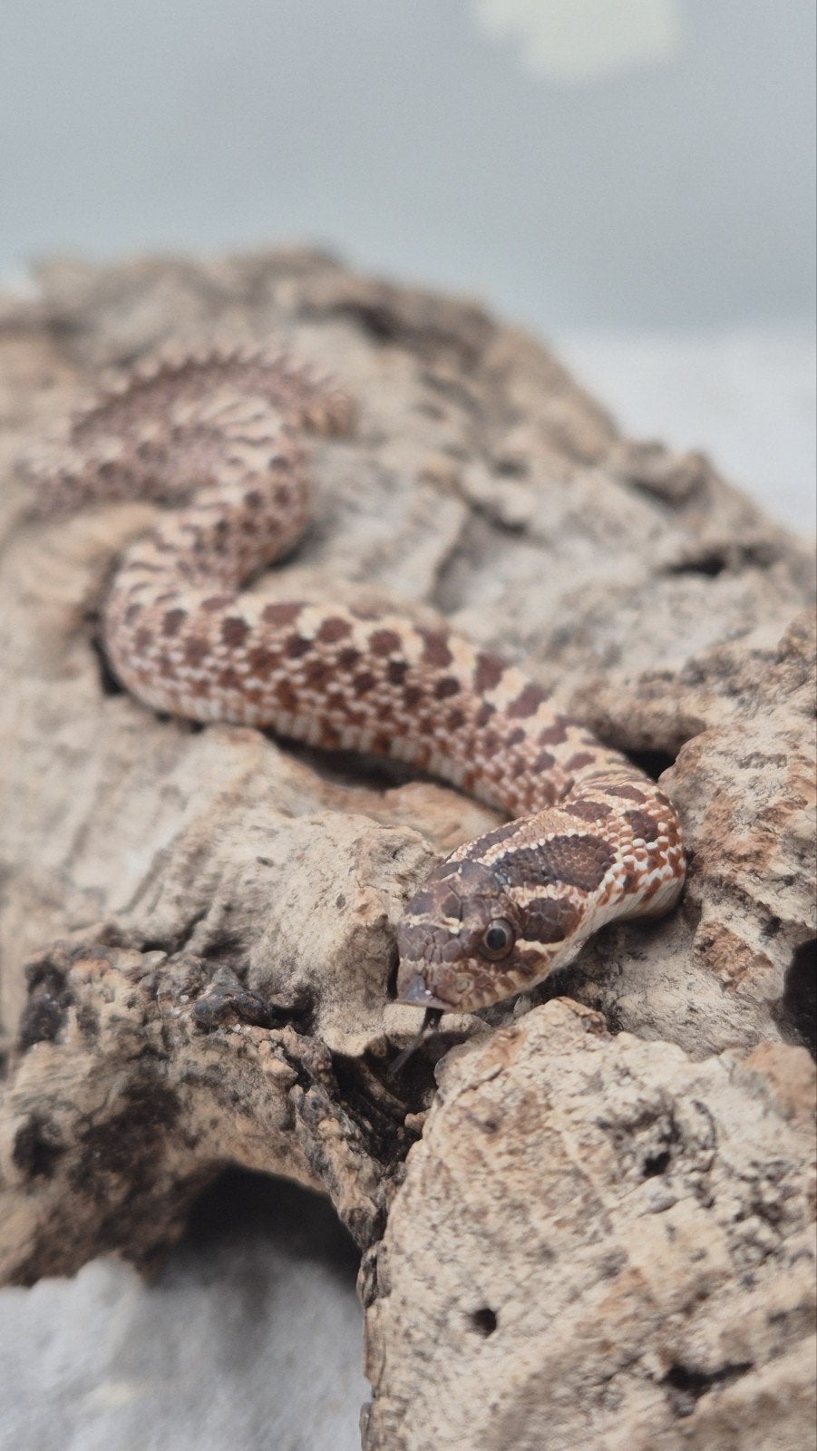 Ex red het albino haakneusslang Hognose Snake photo 4