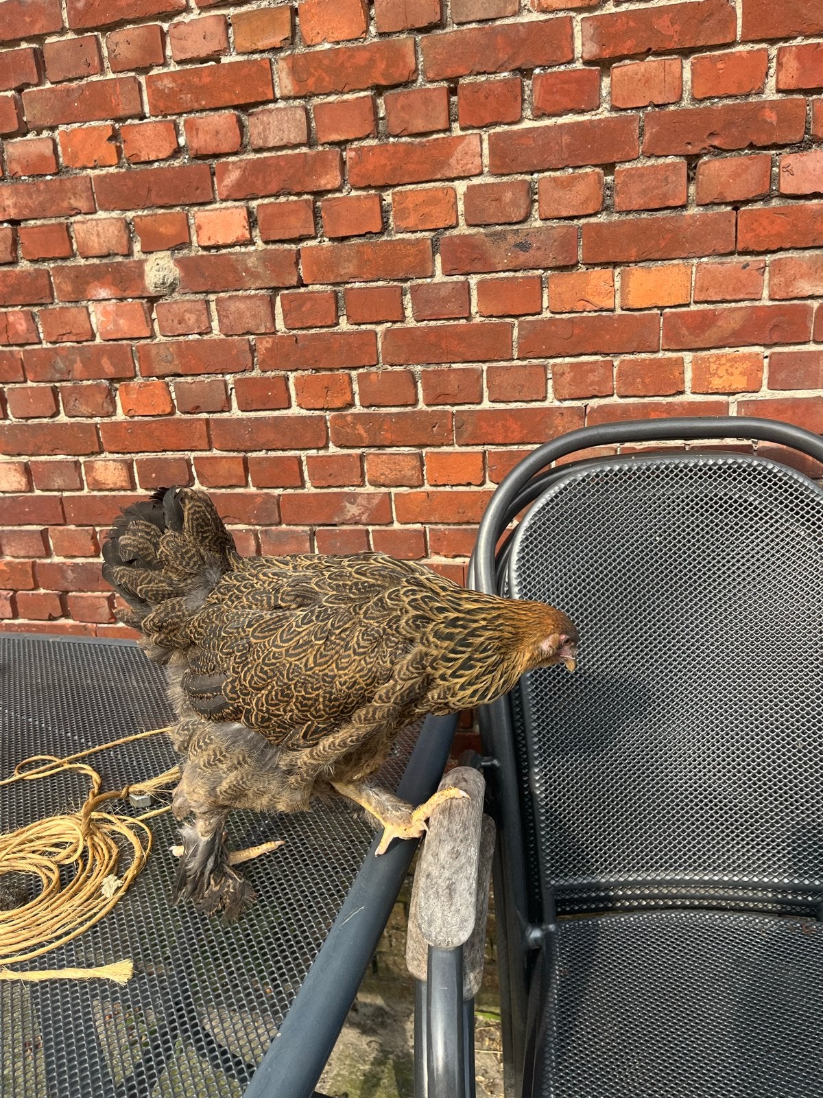 Brahma kippen/kuikens, Dieren en Toebehoren, Pluimvee, Meerdere dieren, Kip
