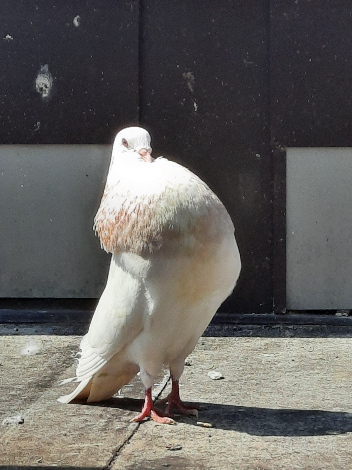 Goudkraag doffer opnieuw aangeboden, Dieren en Toebehoren, Vogels | Duiven, Mannelijk, Kropper