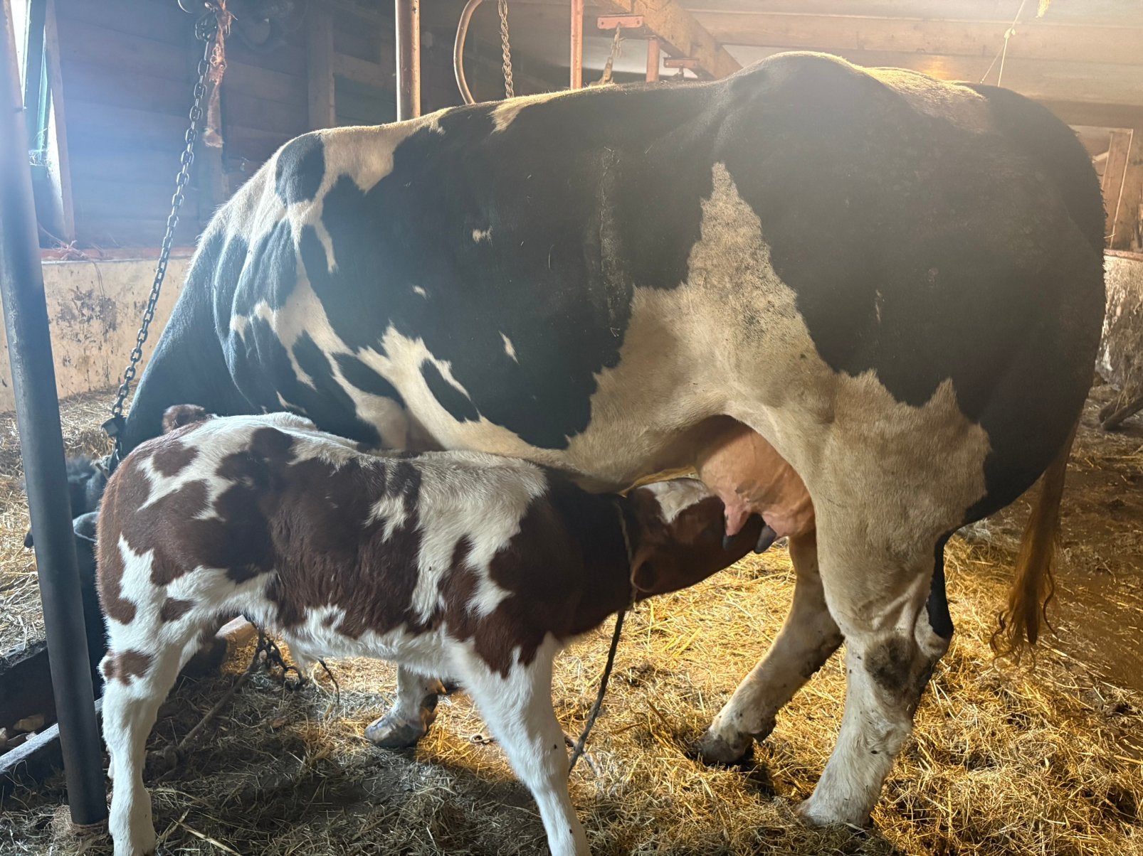 Mooi dikbil zoogstel zware grote koe met roodbont stierkalf, Dieren en Toebehoren, Runderen, Meerdere dieren