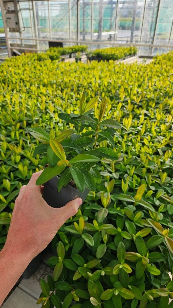 Hypericum Calycinum - hertshooi - prachtig & goedkoop, Bodembedekkers, Volle zon, Vaste plant, Ophalen of Verzenden