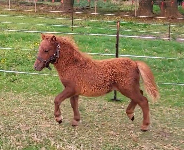 Nieuwe advertentie; Mini shetlander hengstveulen (NSPS), Dieren en Toebehoren, Met stamboom, Niet van toepassing, 0 tot 2 jaar