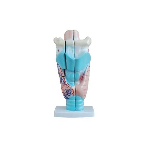 Keel Menselijk Anatomie Model / School Medisch, Verzenden, Nieuw