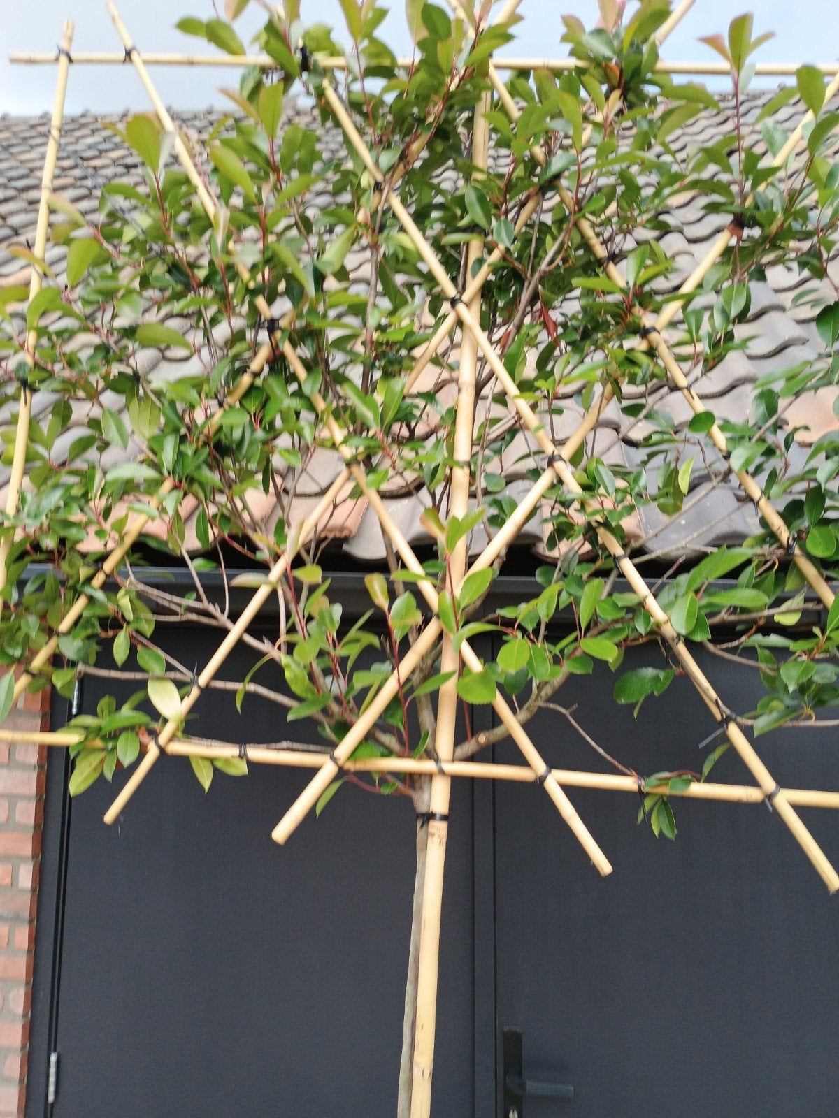 Lei Glansmispel (Photinia fraseri 'Red Robin'), Volle zon, Vaste plant, Lente, Ophalen