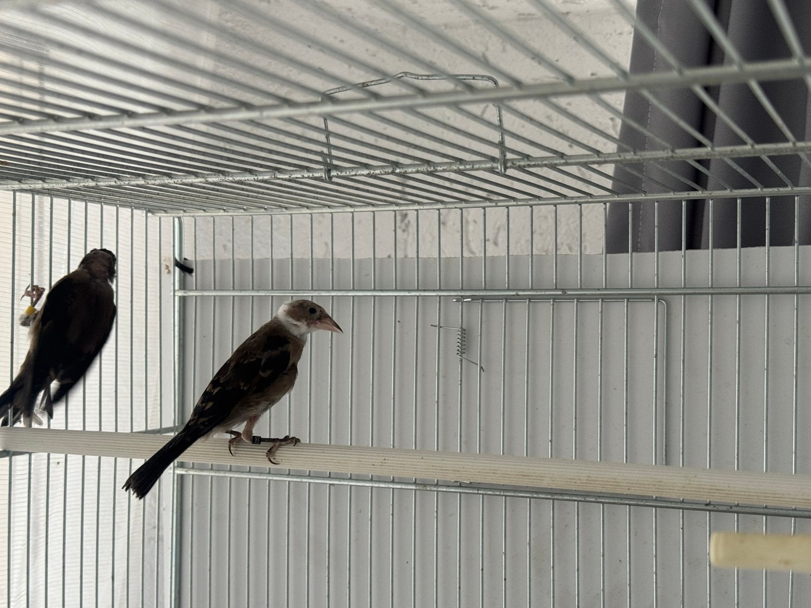 Putter parva, Dieren en Toebehoren, Vogels | Overige Vogels, Mannelijk, Wildzangvogel