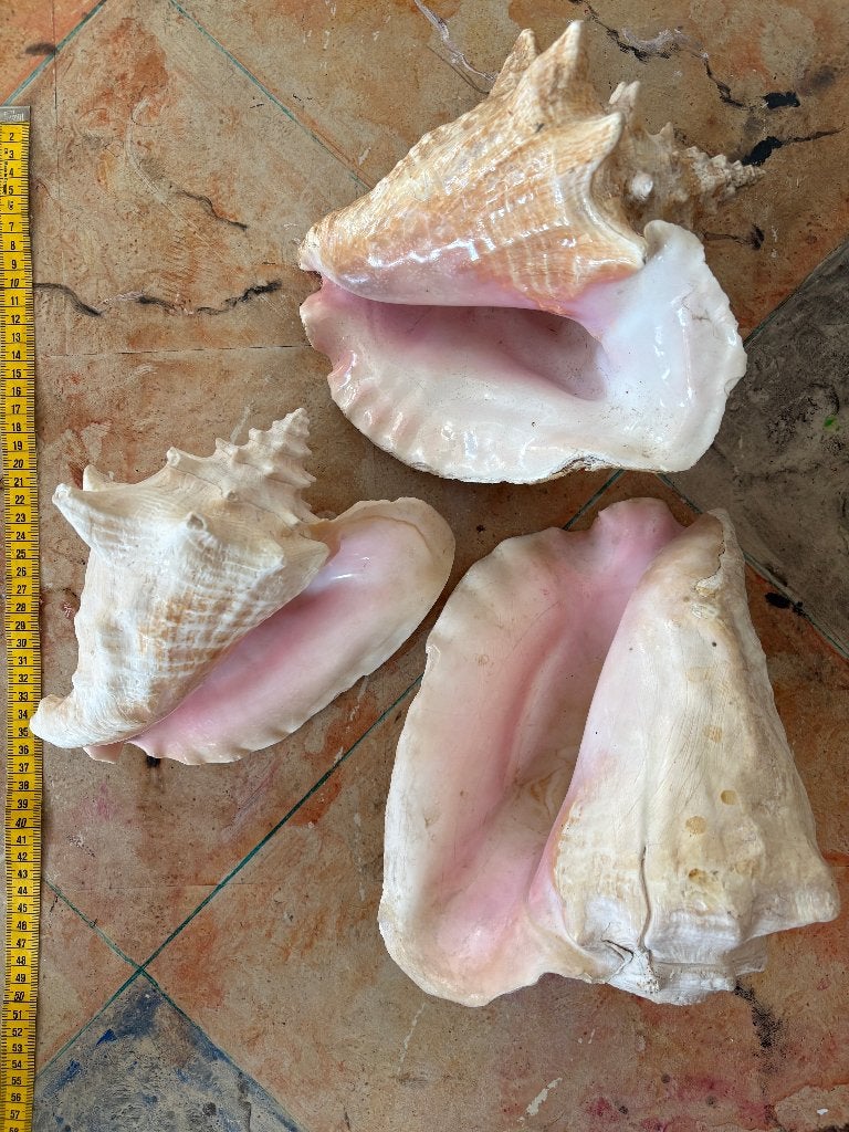 Schelpen, 7x groot, waaronder 3x concho, Ophalen of Verzenden, Schelp(en)