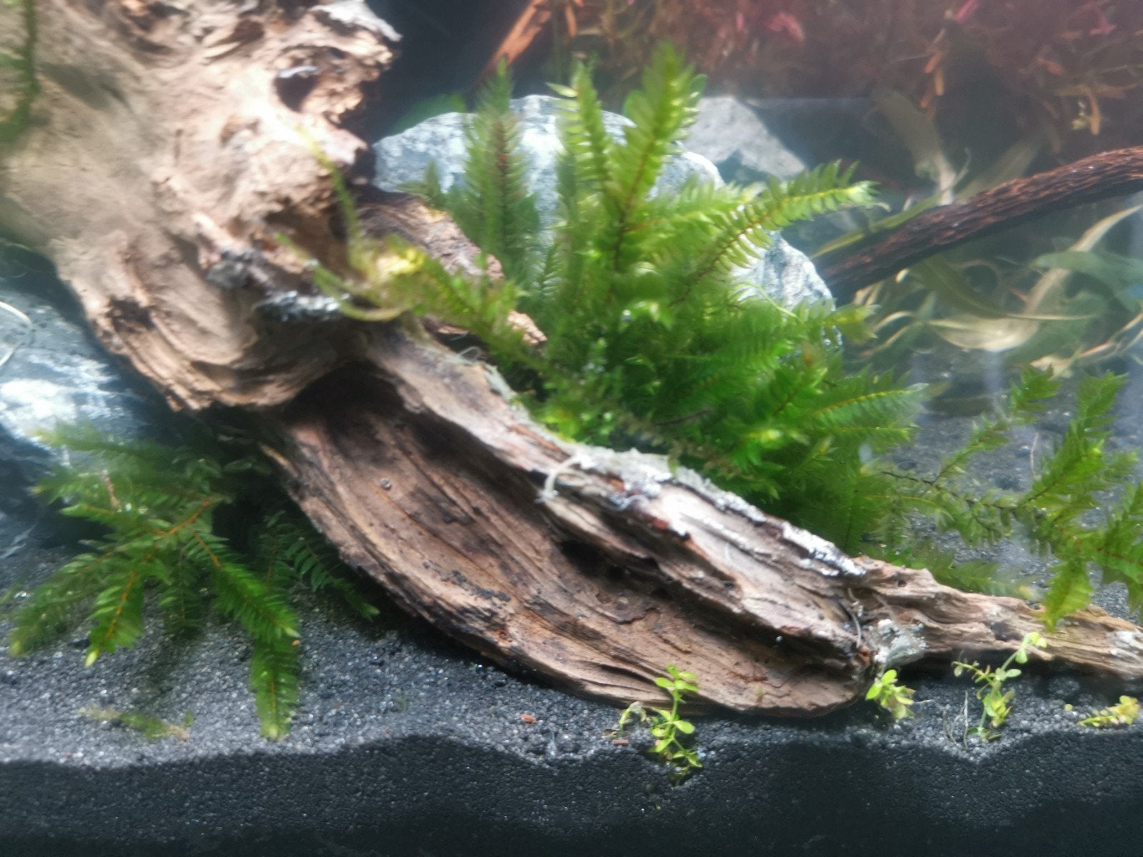 Fontinalis antipyretica, bronmos aquarium plantje, Dieren en Toebehoren, Ophalen of Verzenden