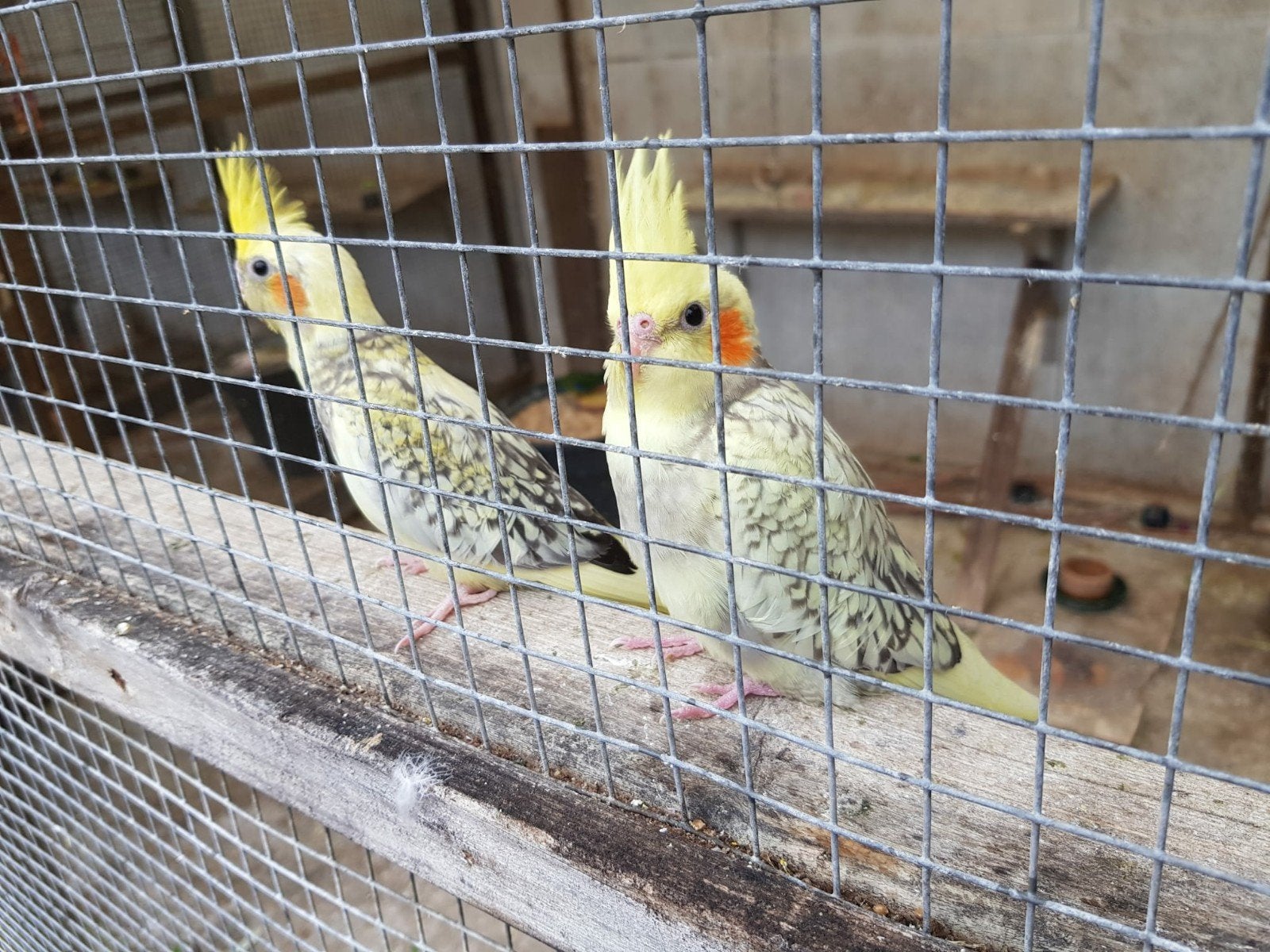 Jonge valkparkieten.!, Dieren en Toebehoren, Vogels | Parkieten en Papegaaien, Meerdere dieren, Parkiet