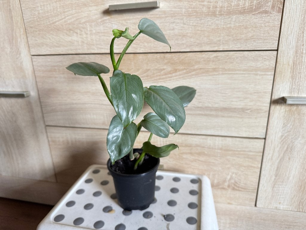 kamerplant stek van Silver Sword, Huis en Inrichting, Ophalen, Vetplant, Halfschaduw, Minder dan 100 cm