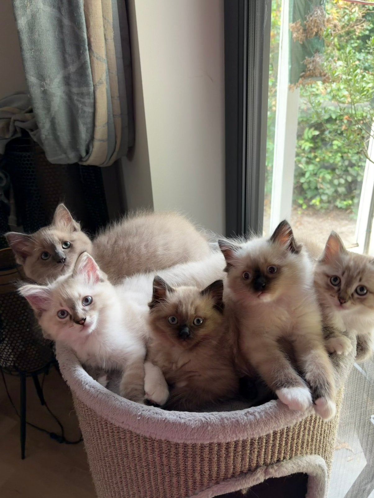 100% ragdoll kittens, Kater, Ontwormd, 0 tot 2 jaar