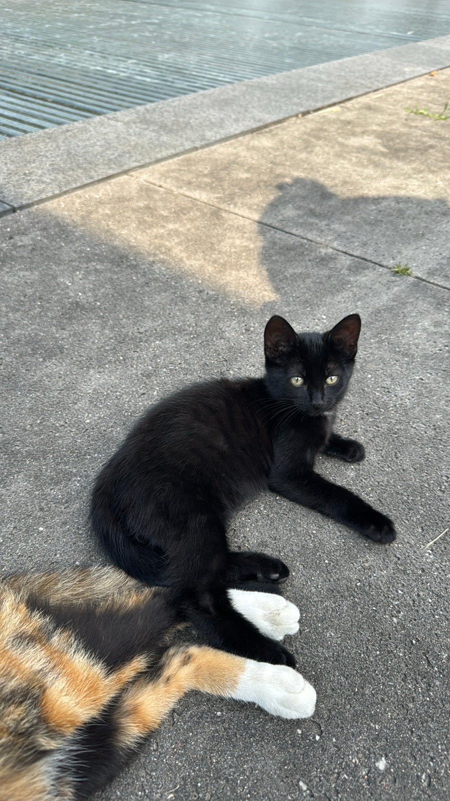 Kitten, Meerdere dieren