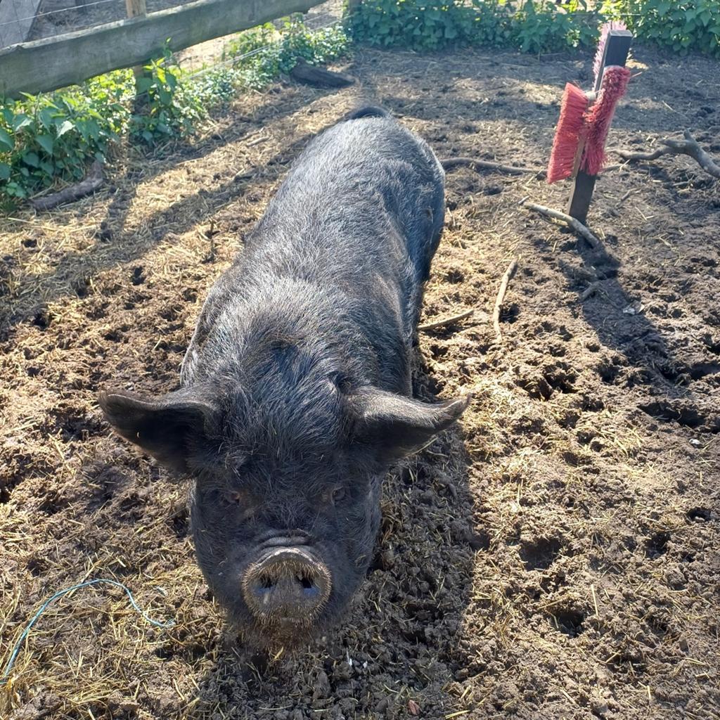 Babette en teun, Dieren en Toebehoren, Vrouwelijk, Geit
