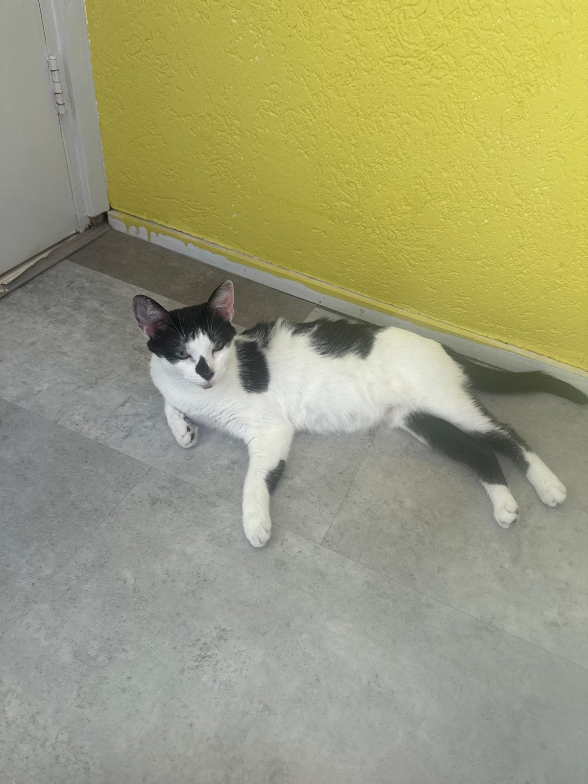 5 katten gratis, Dieren en Toebehoren, Katten en Kittens | Overige Katten, Poes