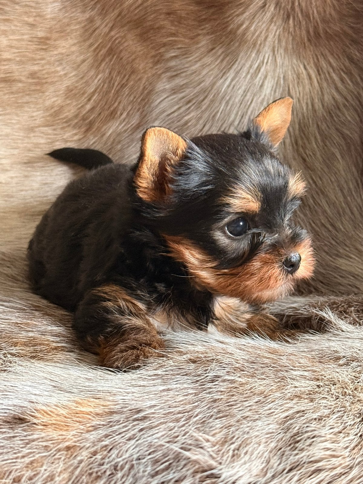 Yorkshire pups, Dieren en Toebehoren, Yorkshire Terriër, België, CDV (hondenziekte), 8 tot 15 weken