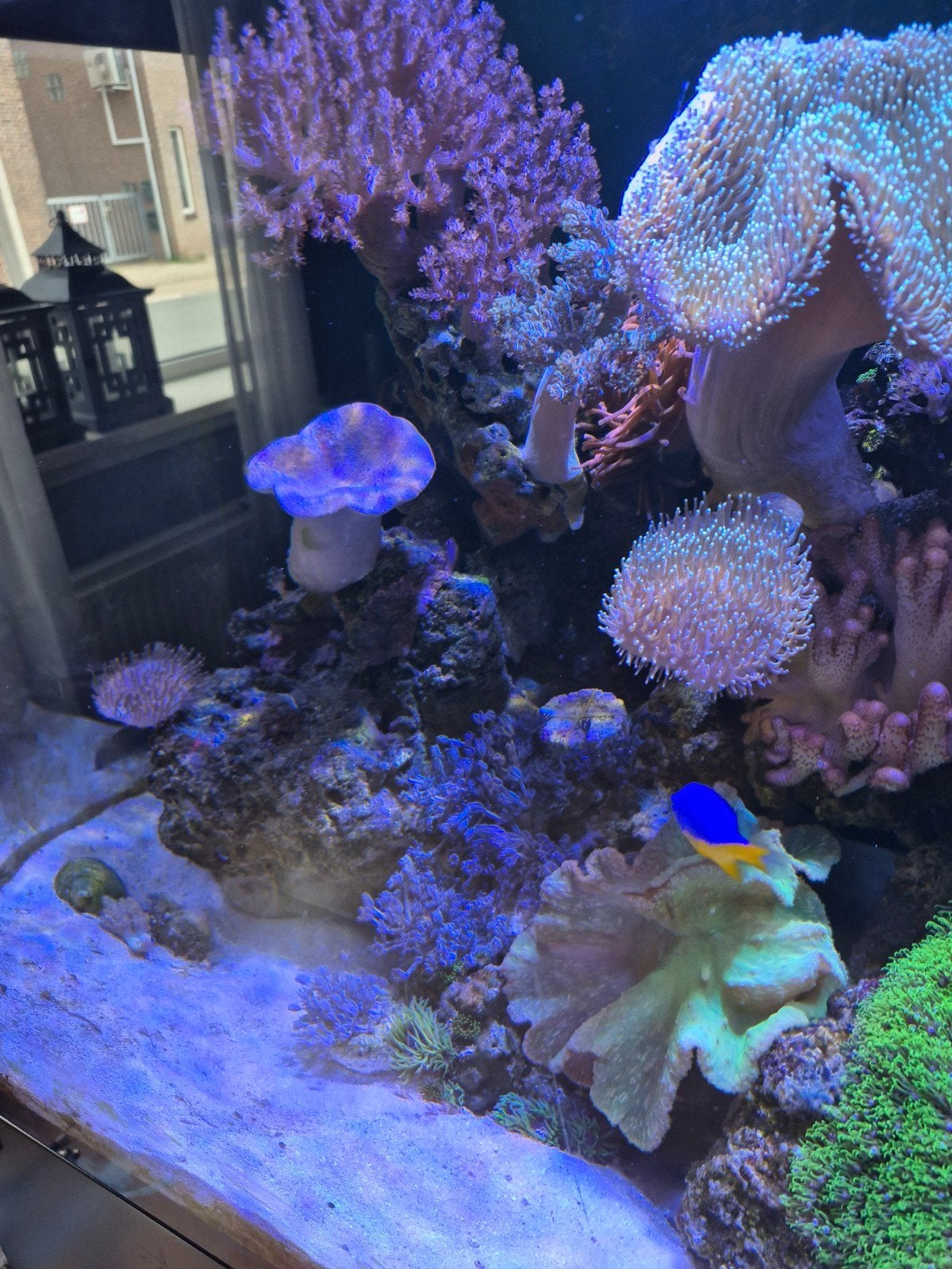 Zeeaquarium, Dieren en Toebehoren, Vissen | Aquaria en Toebehoren, Ophalen, Gevuld zeewateraquarium