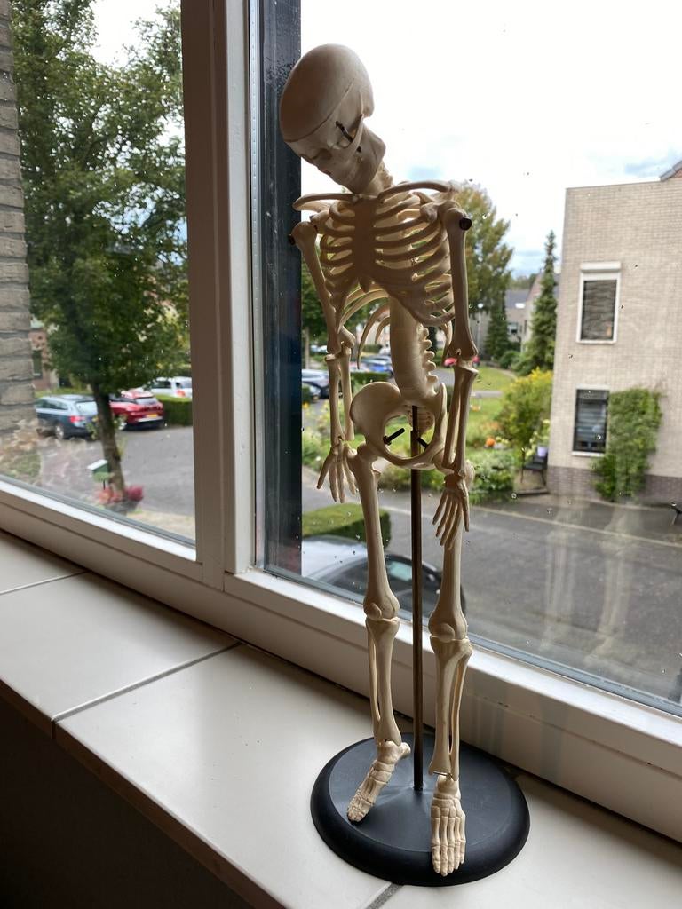 Anatomie skelet, Ophalen of Verzenden, Meerdere media