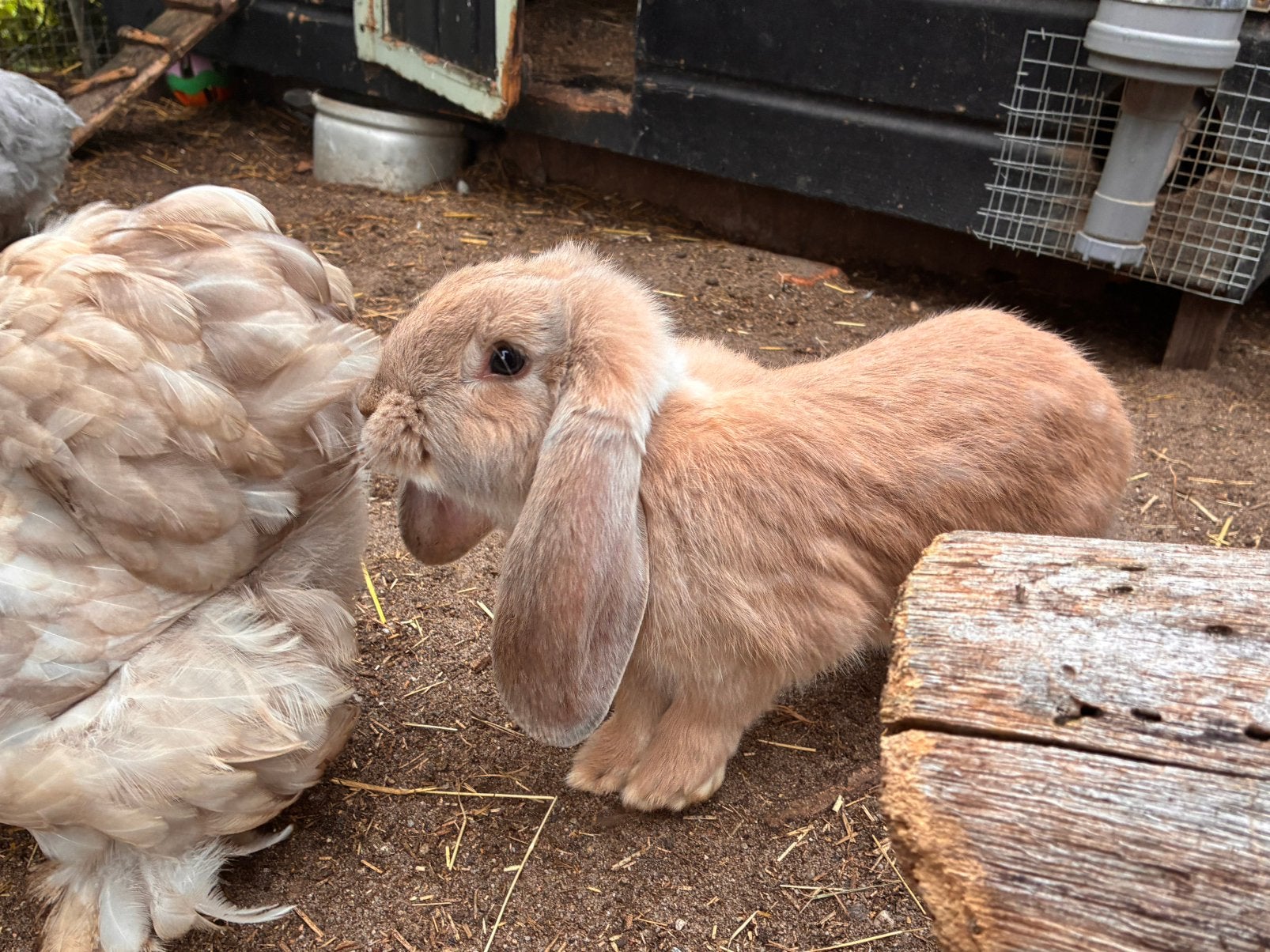 Mooie raszuivere Franse Hangoor ram aangeboden!, Dieren en Toebehoren, Konijnen, Mannelijk, Groot, Hangoor
