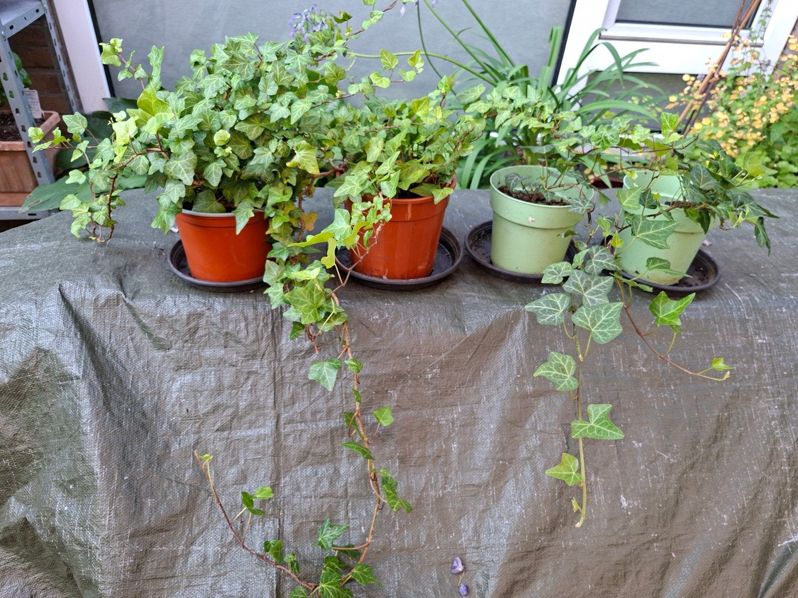 Klimop planten 4 stuks, Ophalen, Bloeit niet, Klimplanten, Halfschaduw