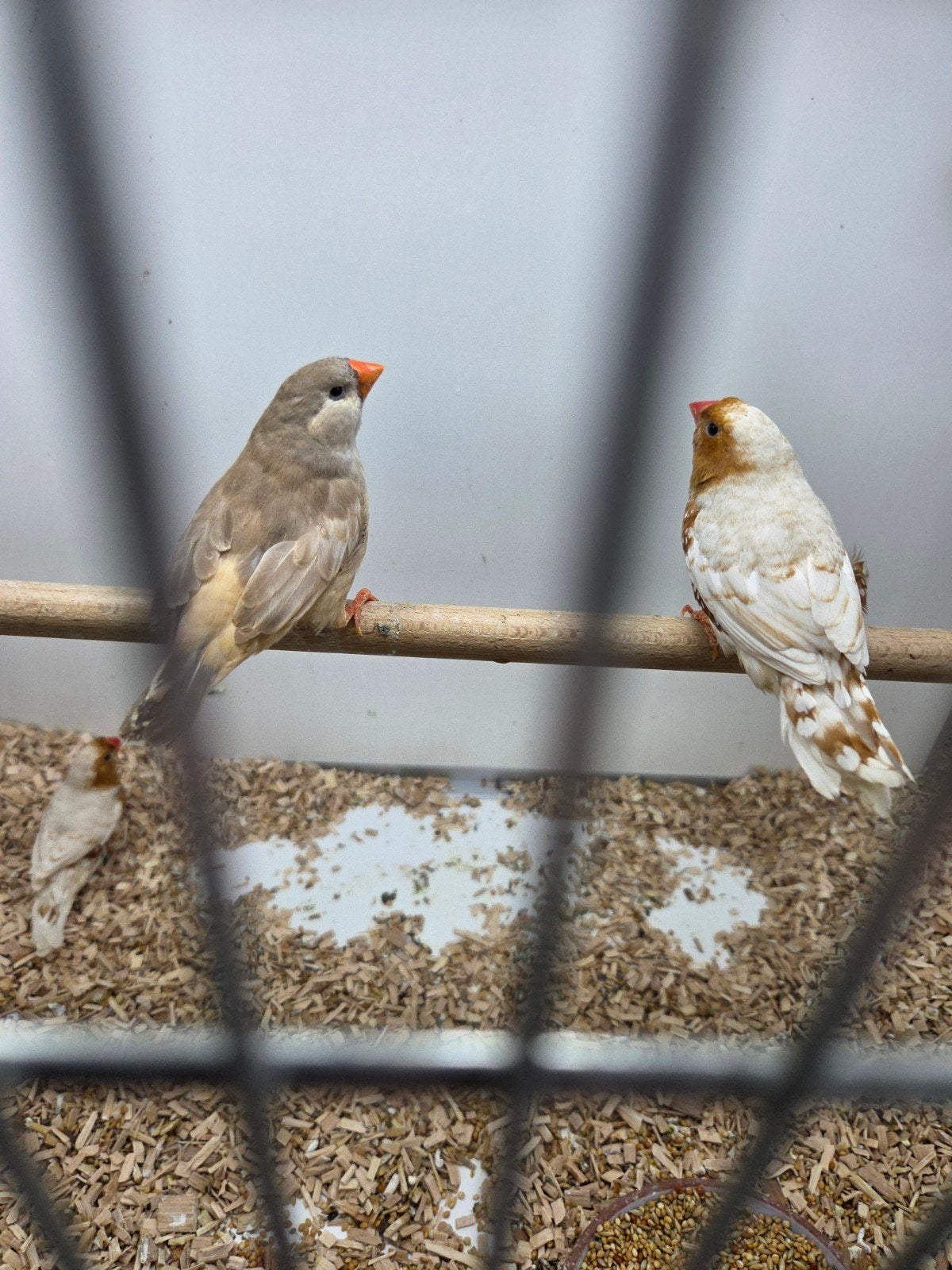 diverse vogels, Dieren en Toebehoren