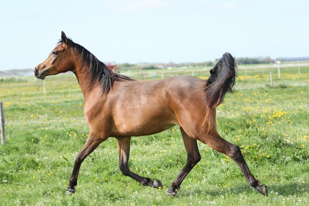 Arabische volbloed, Dieren en Toebehoren, Merrie