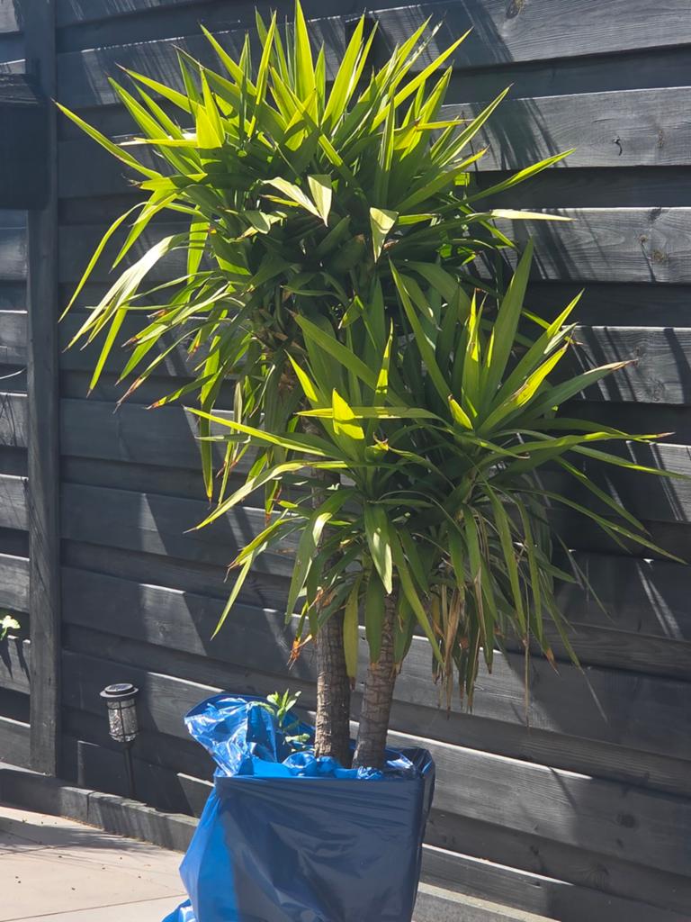 Yucca palm plant, Tuin en Terras, Planten | Bomen, 100 tot 250 cm, Zomer, Palmboom, Ophalen