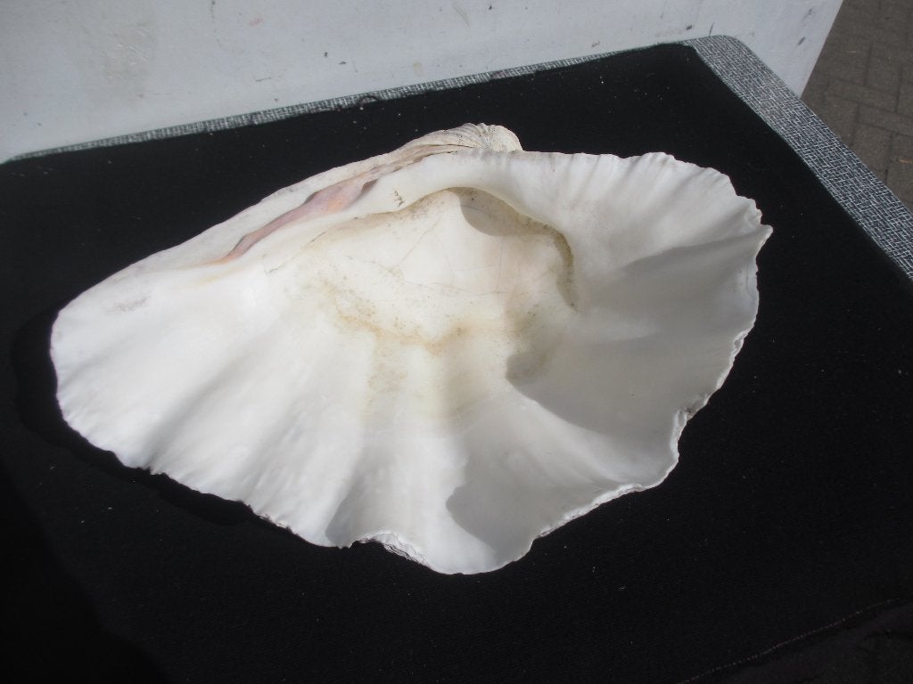 Grote doopvont schelp Tridacna Gigas antiek min. 150 jr 37cm, Ophalen of Verzenden, Schelp(en)