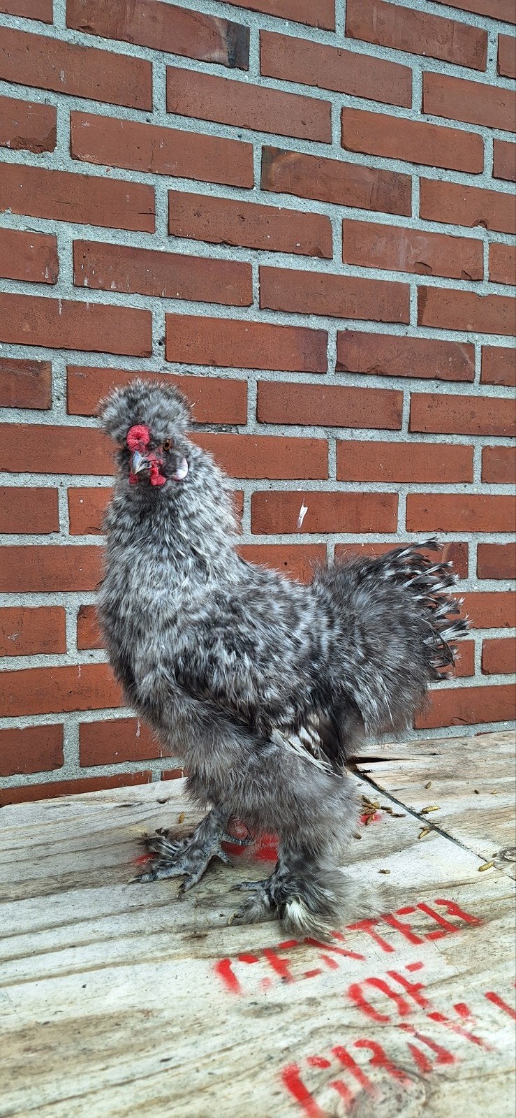 usa zijdehoen haan 4½ mnd, Dieren en Toebehoren, Pluimvee, Mannelijk, Kip